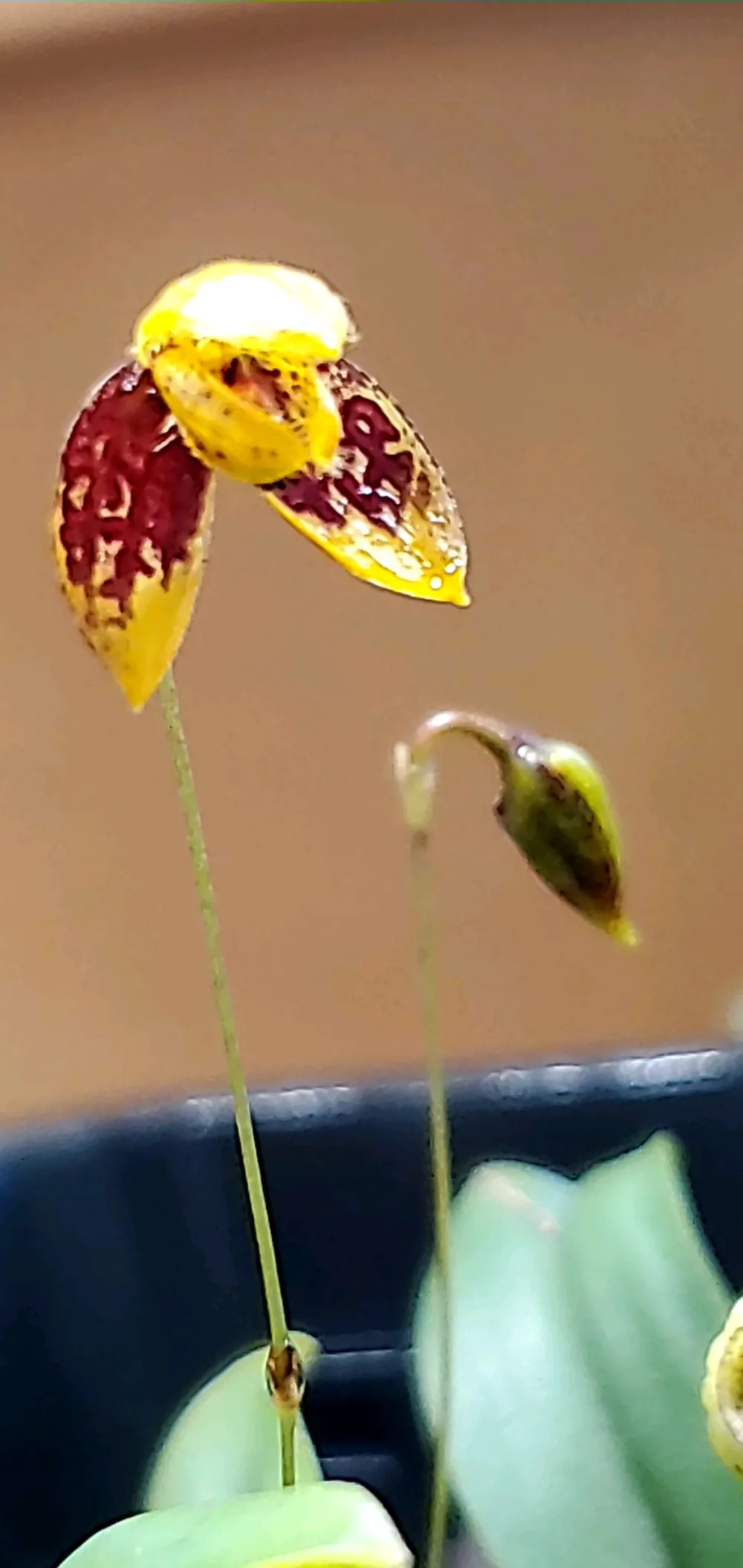Main image of the orchid for sale