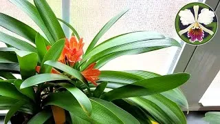 Clivia & Bulbophyllum blooms
Finally starting to get a bit of space back in the tent
Cycnoches are getting tall, will begin watering within a couple weeks
All the Cattleya seedlings need attention
