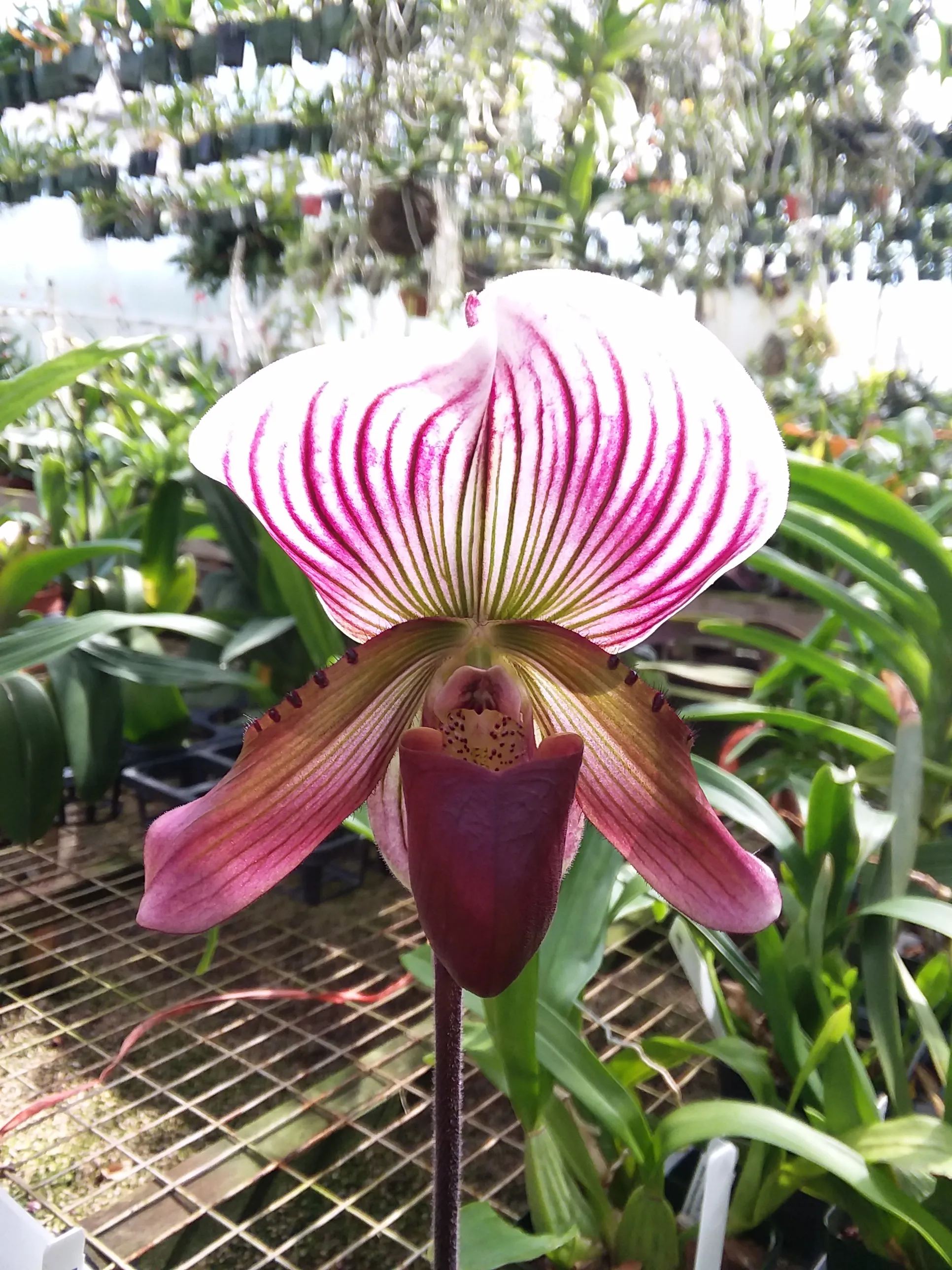 Paphiopedilum callosum