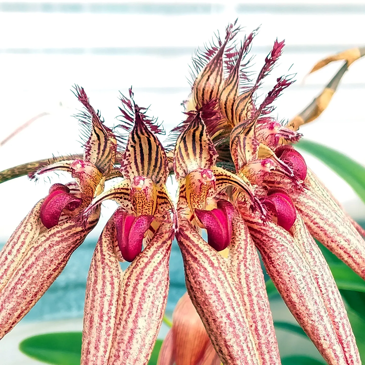 Bulbophyllum Lovely Elizabeth