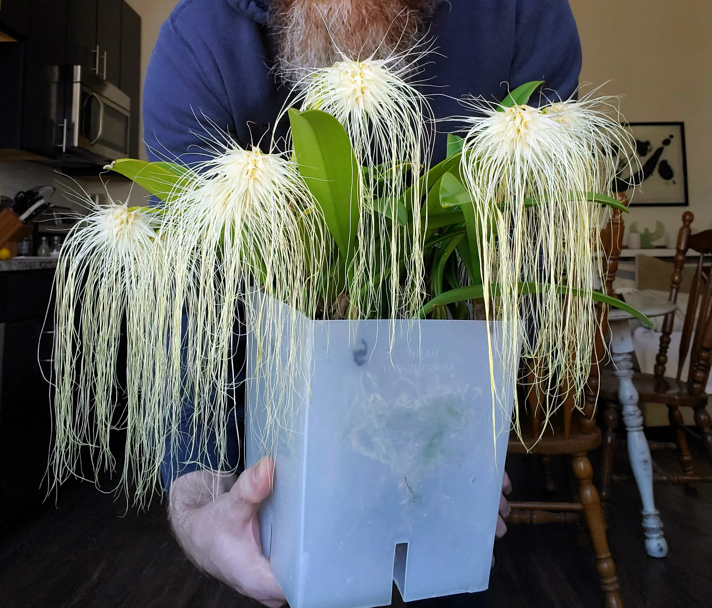 Bulbophyllum medusae album