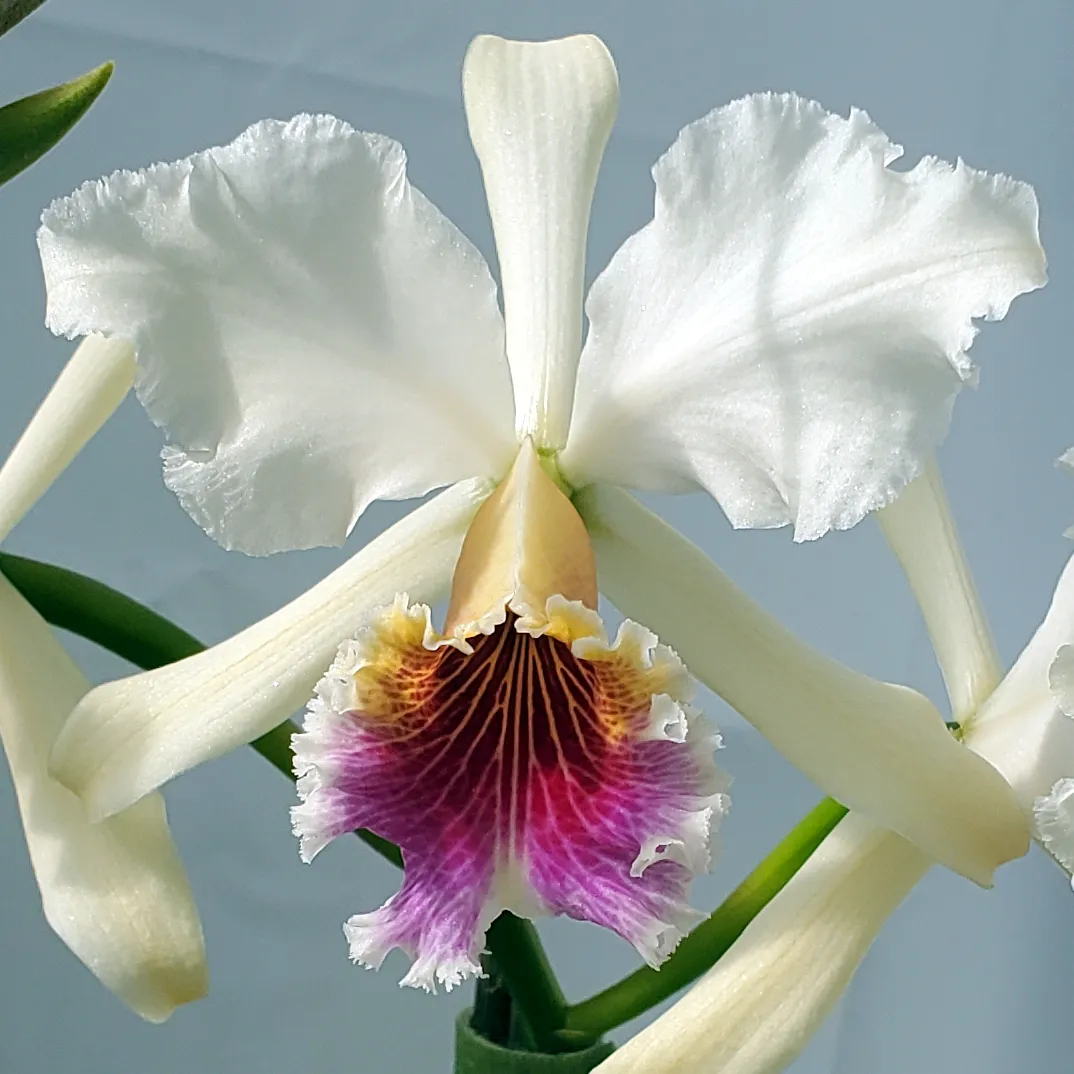 Photo of an orchid flower