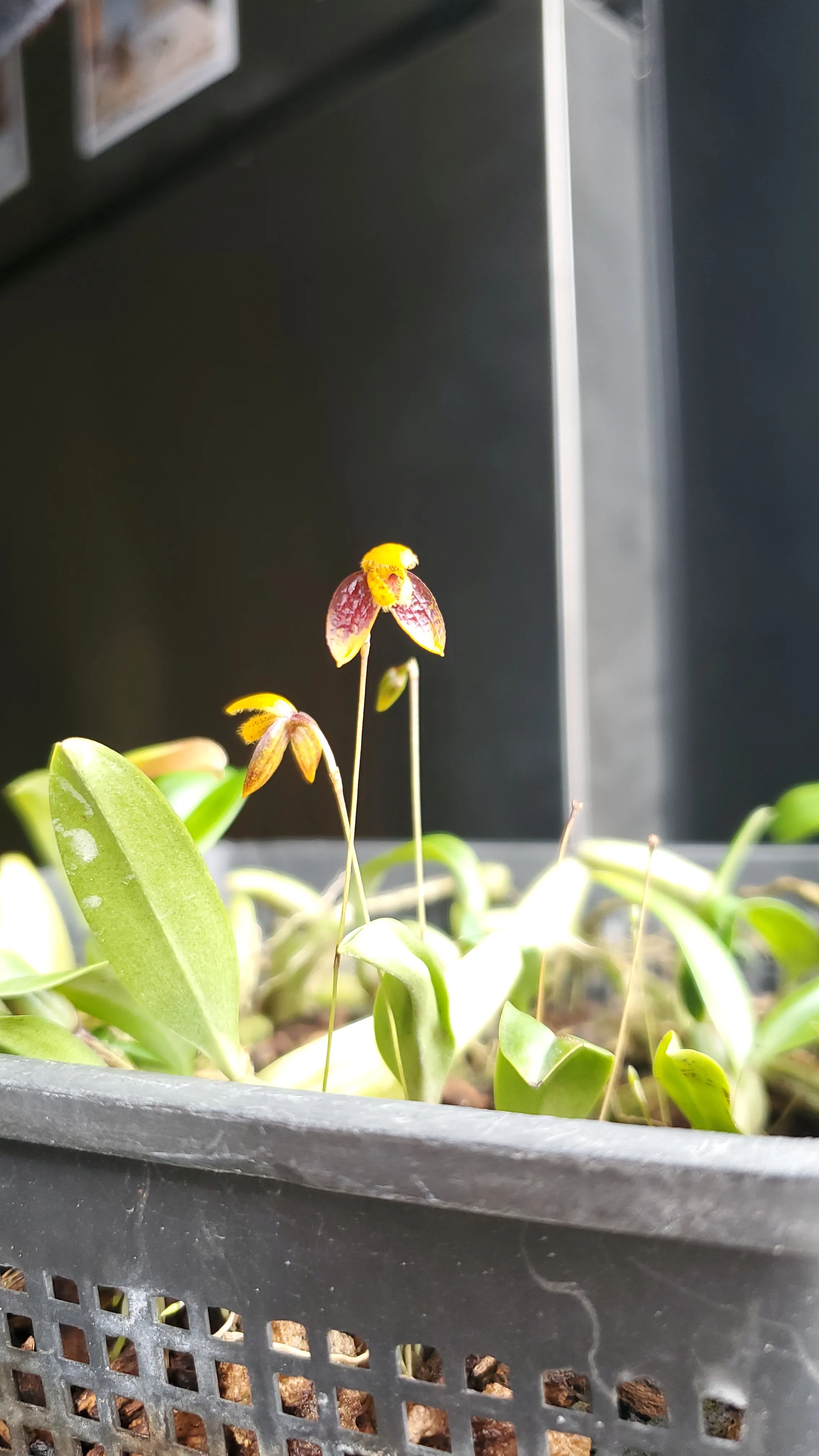 Bulbophyllum catenulatum