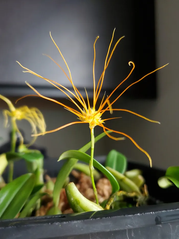 Figuring out Bulbophyllum croceum