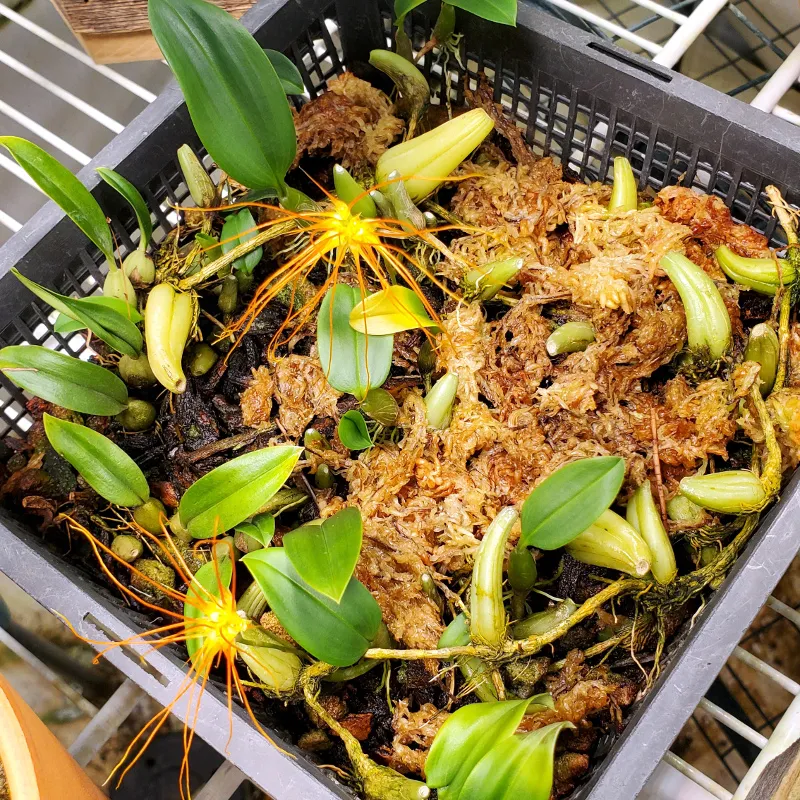 Bulbophyllum croceum in bloom, whole plant in a basket