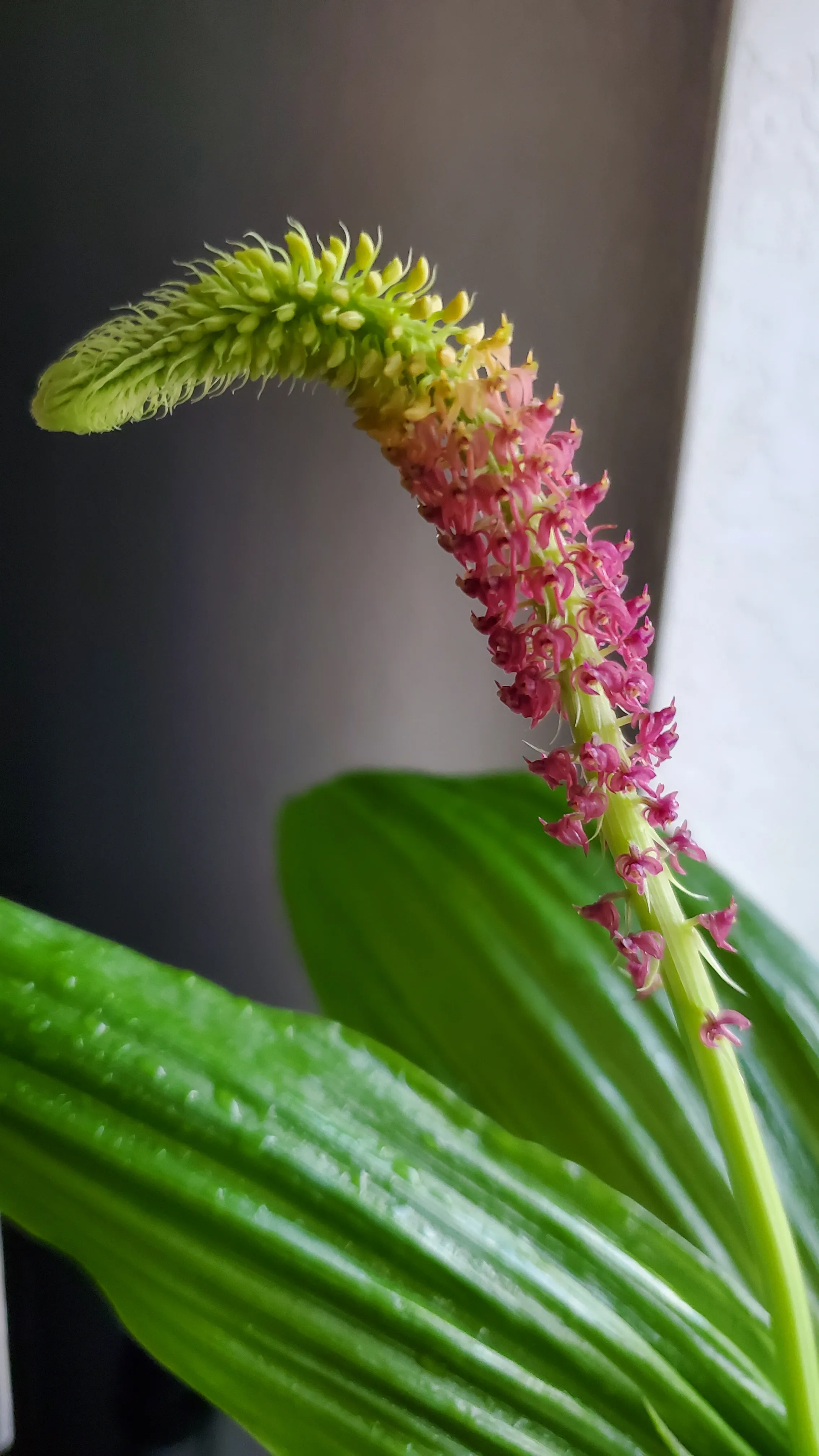 Photo of an orchid flower