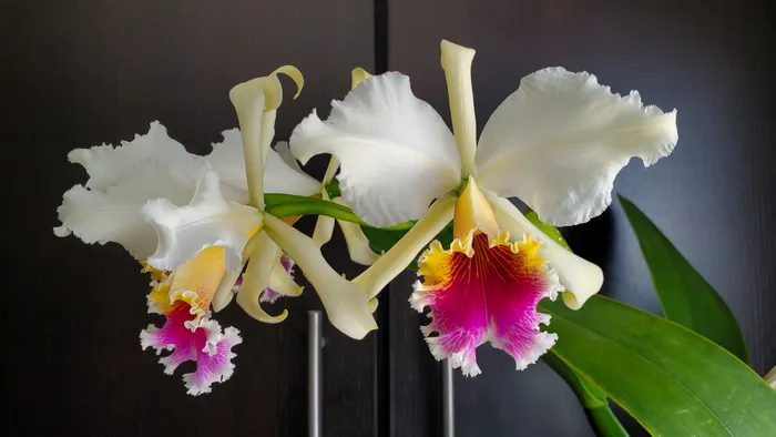 Cattleya rex