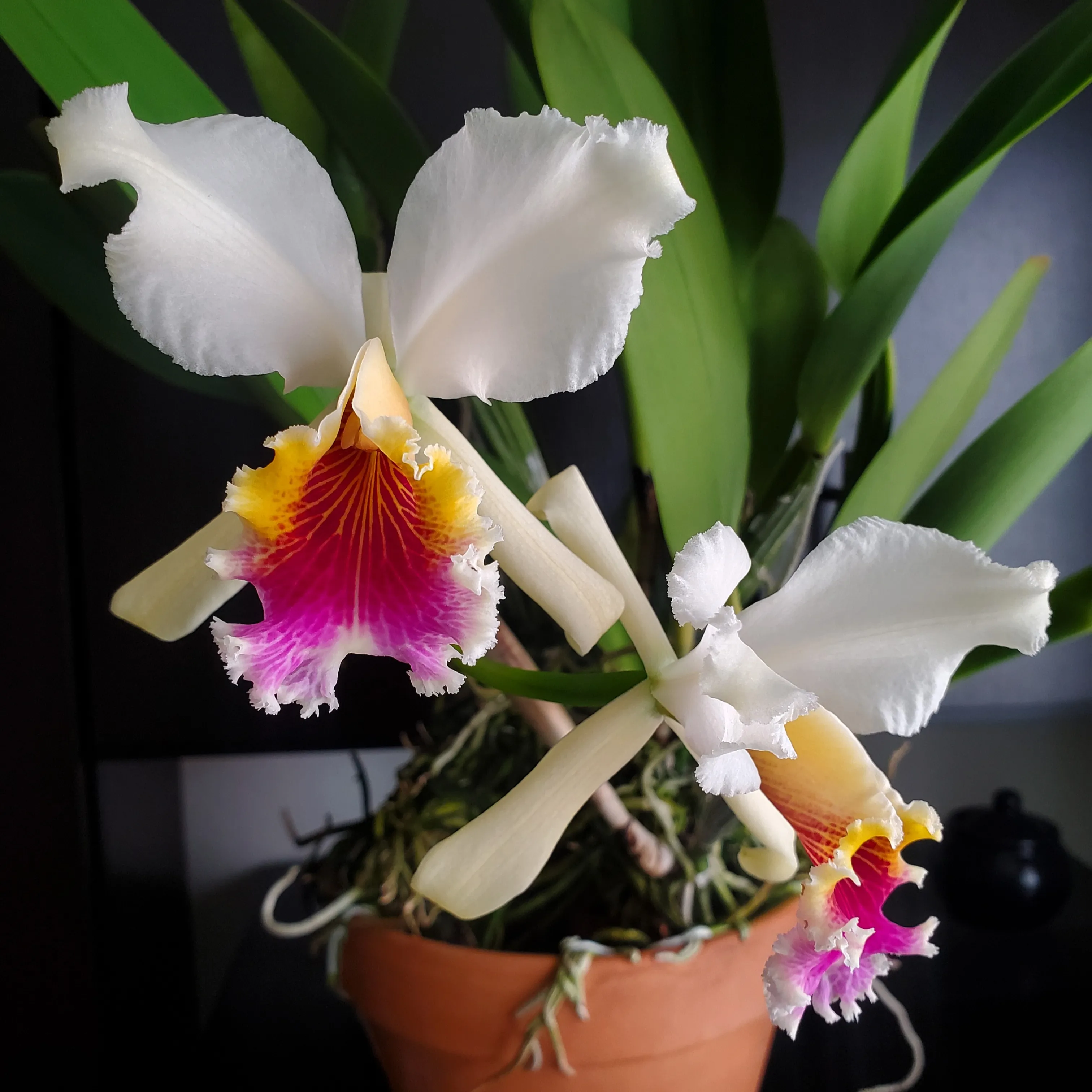 A Cattleya rex flower, white with yellow and magenta labellum