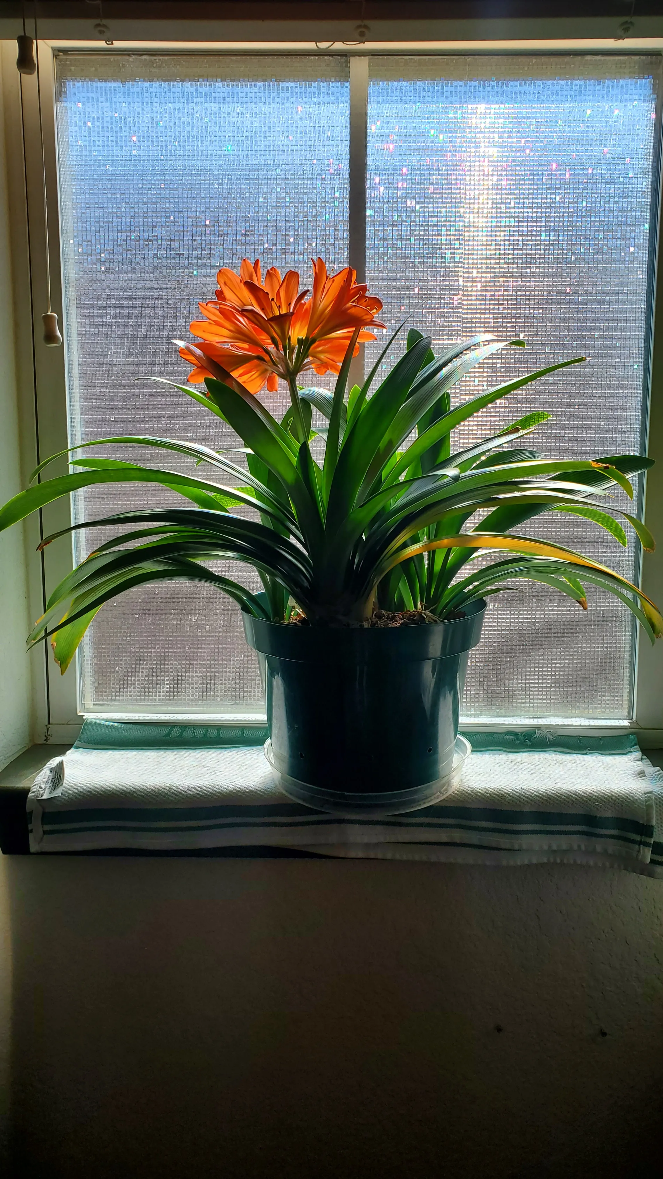 Photo of a Clivia miniata plant with a single head of many orange flowers