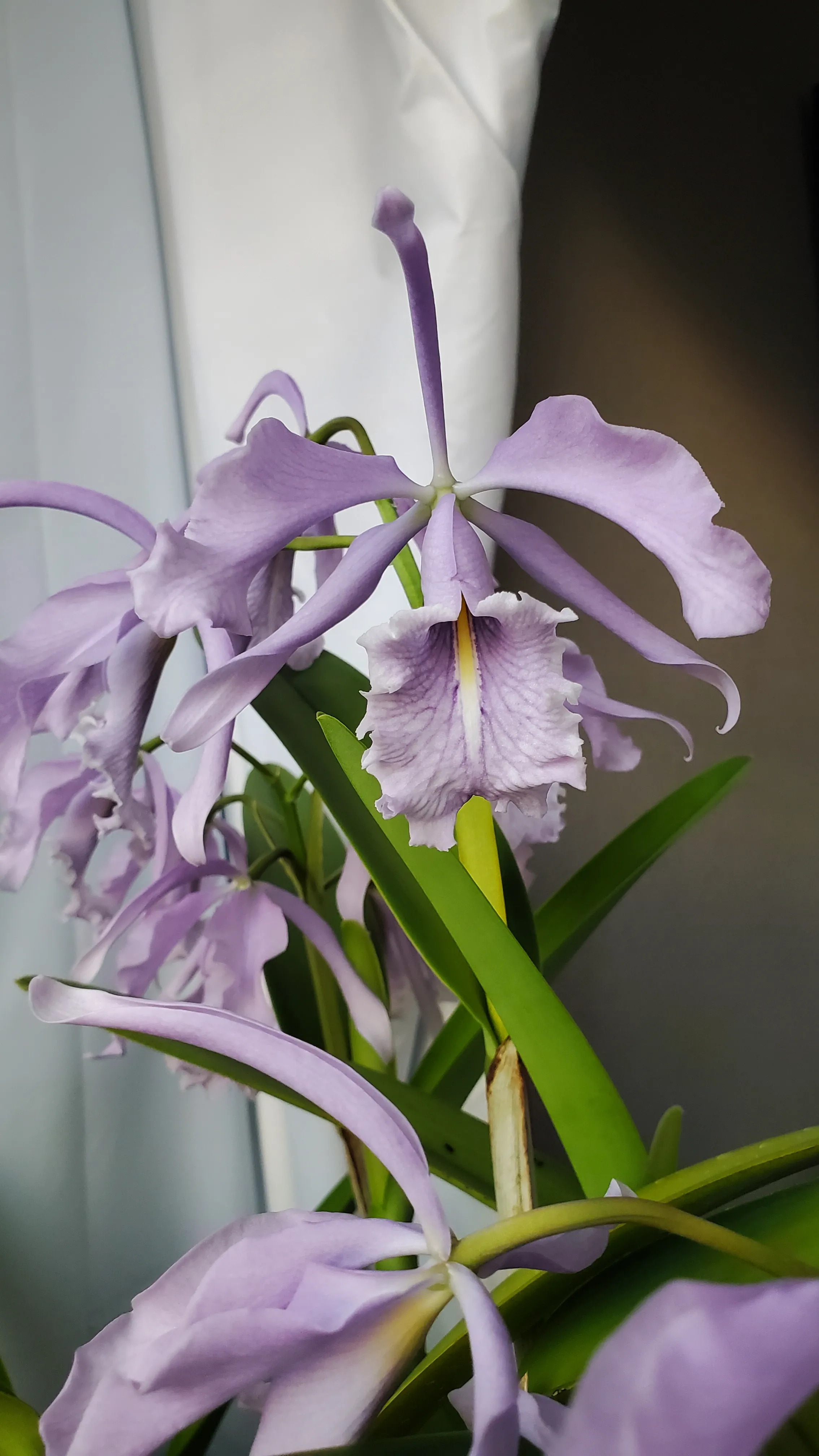 Photo of an orchid flower