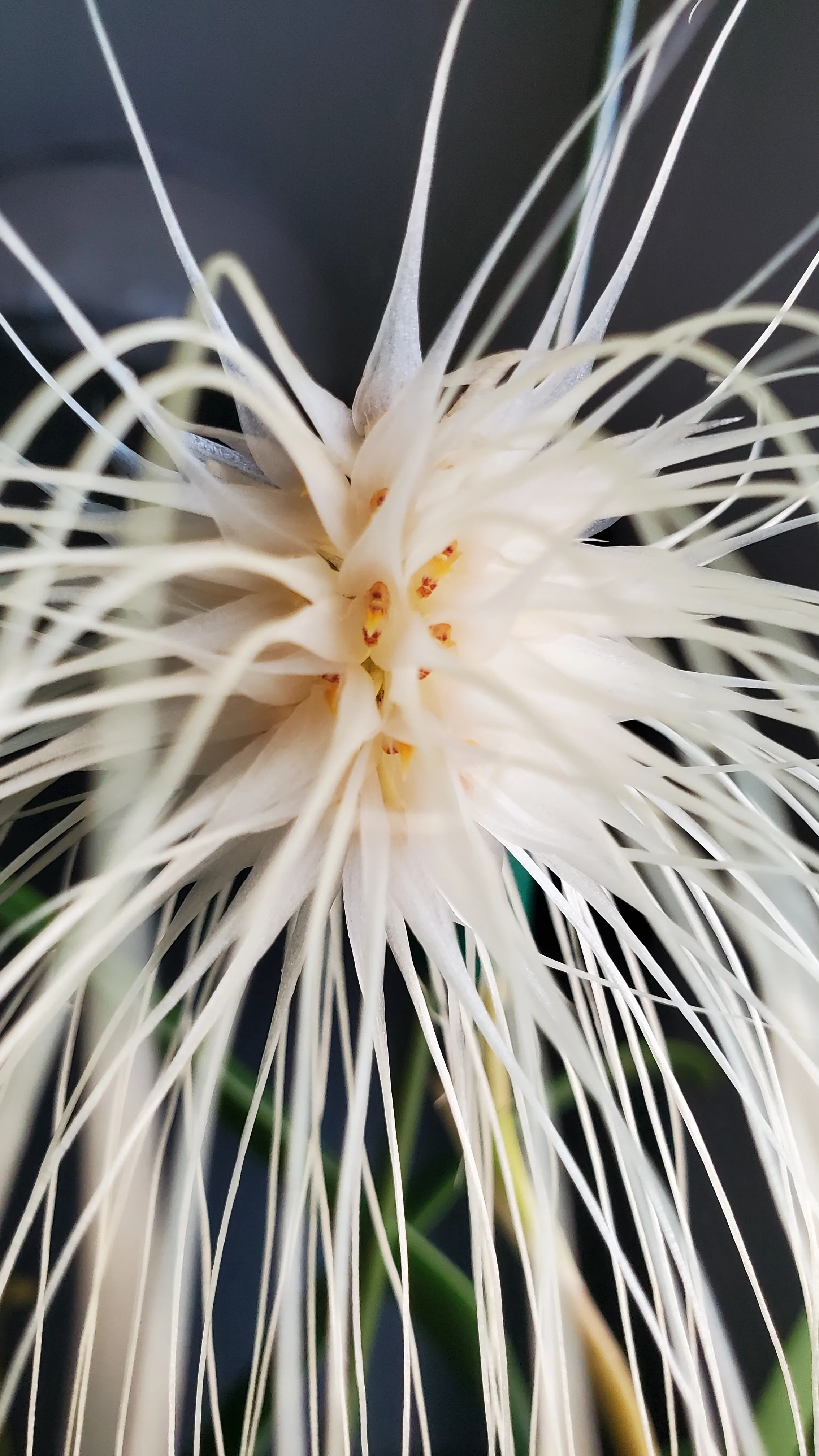 Bulbophyllum medusae 