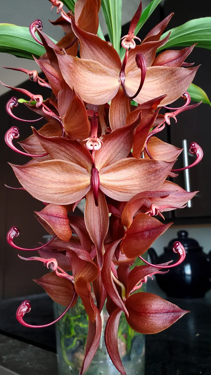 Cycnoches