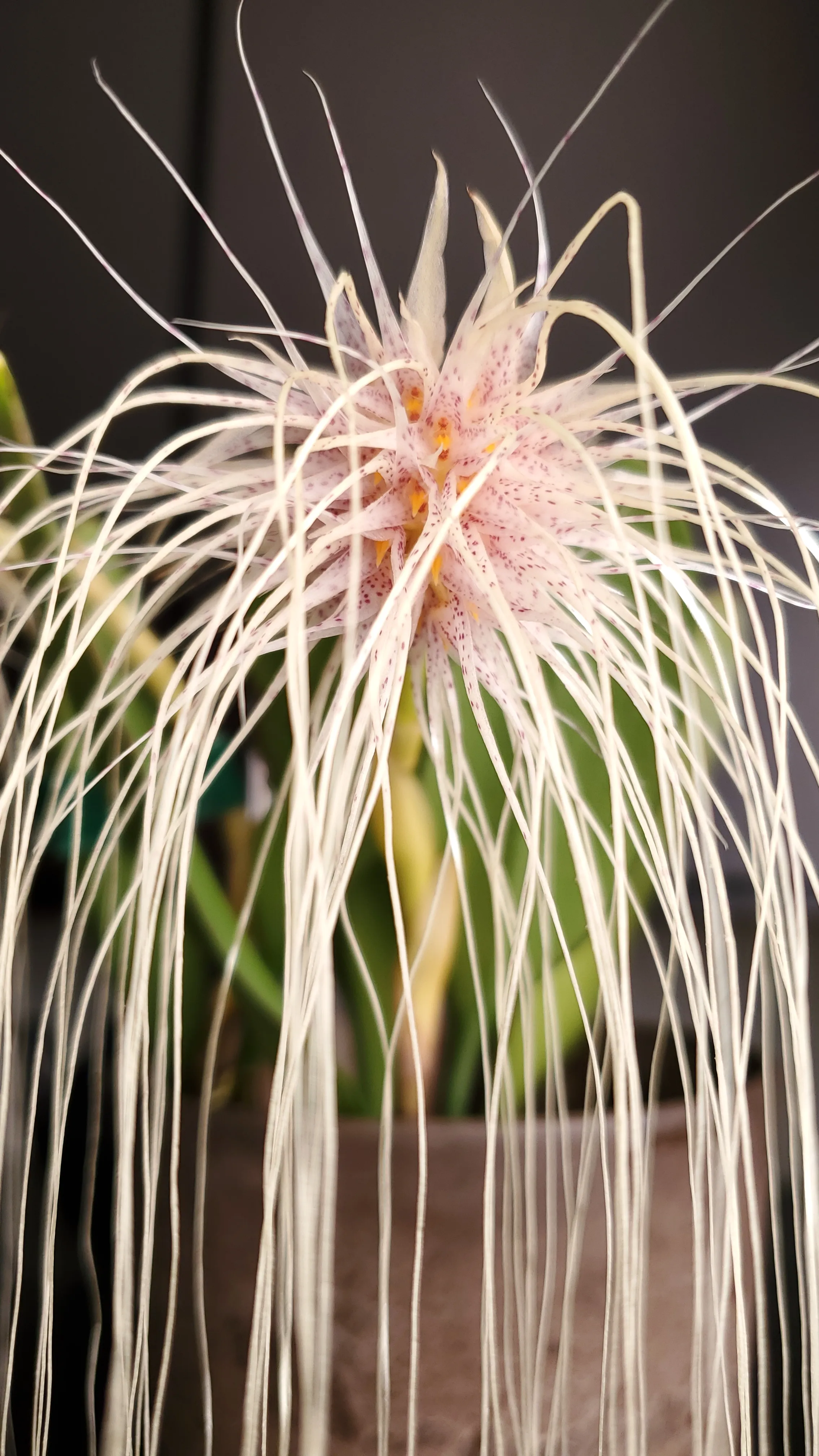 Bulbophyllum medusae 'Miami'