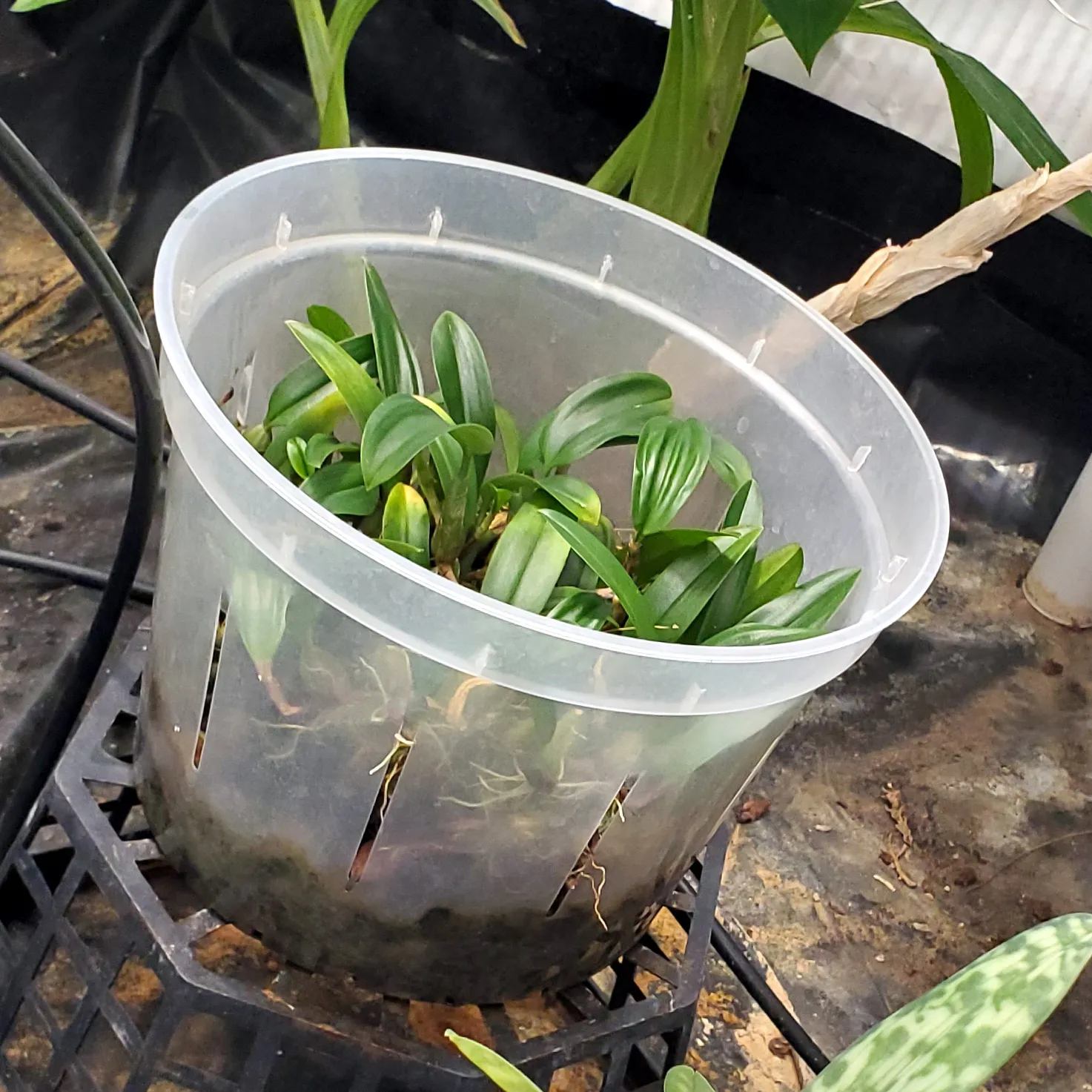 Bulbophyllum croceum growing in a plastic pot