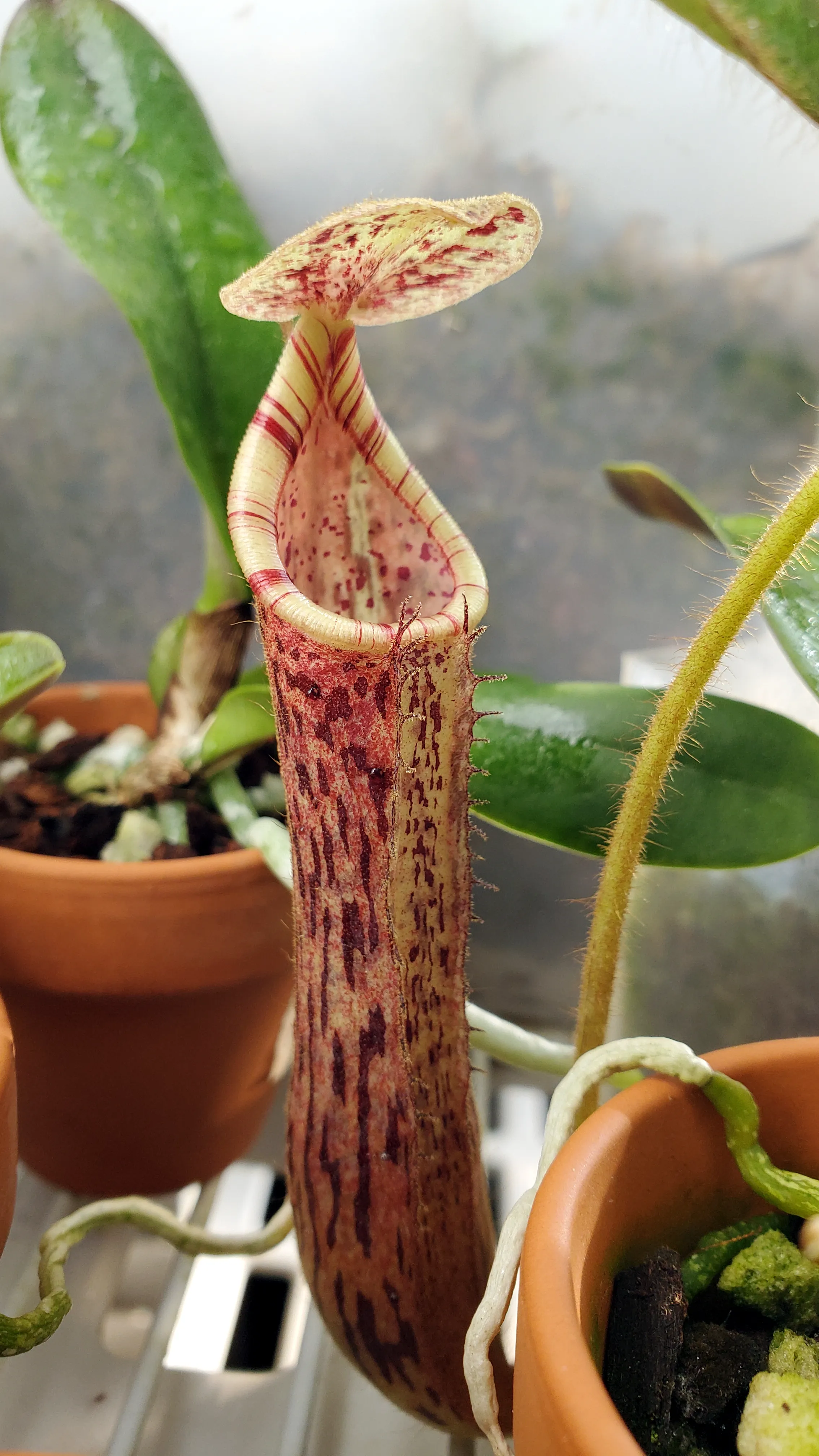 Nepenthes stenophylla