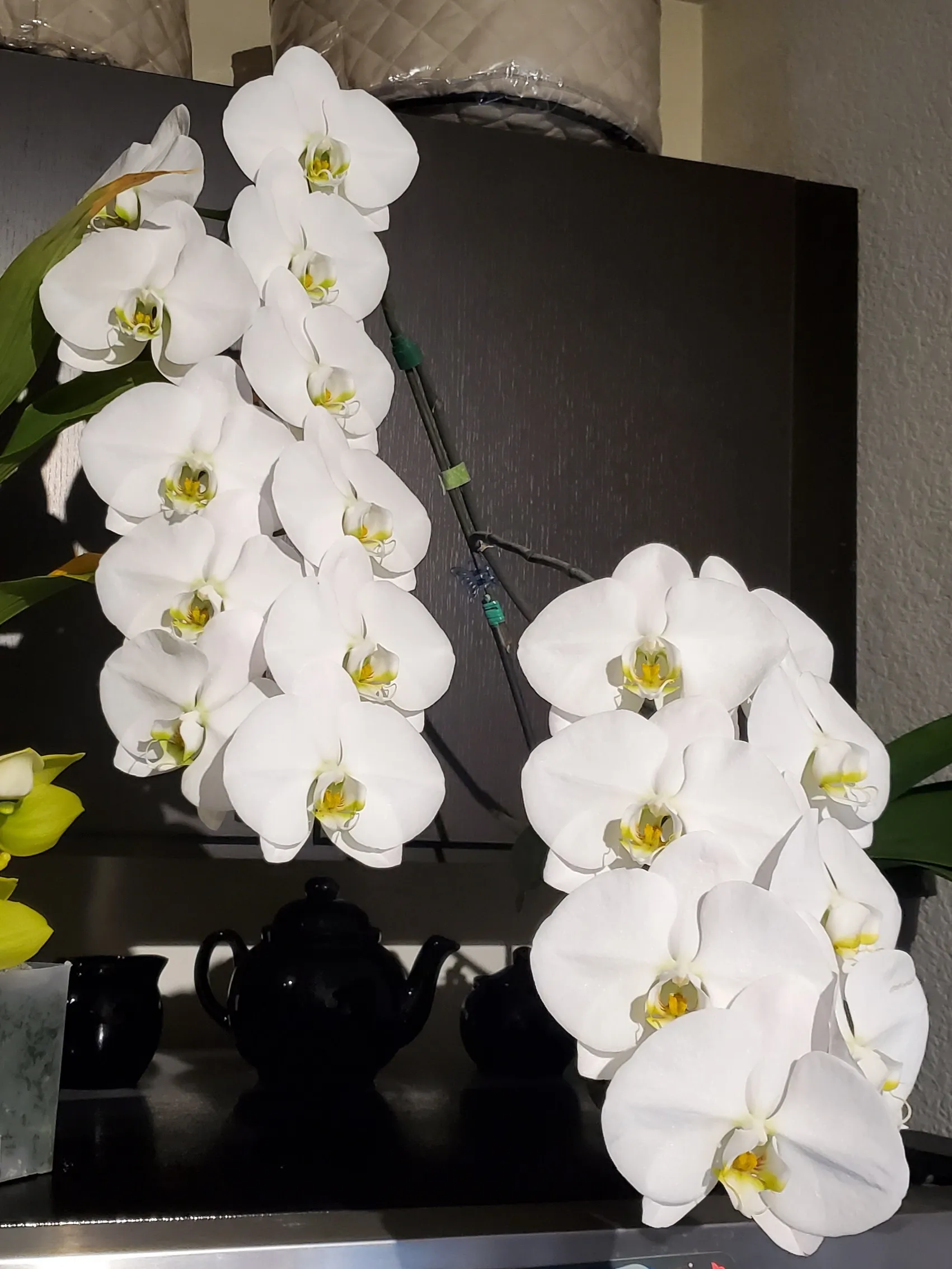 A white phalaenopsis orchid