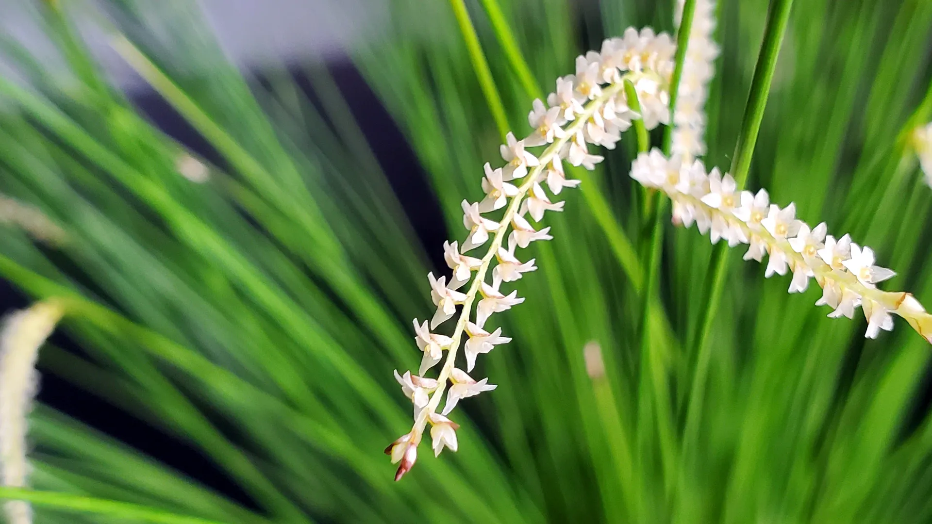 Photo of orchid flowers