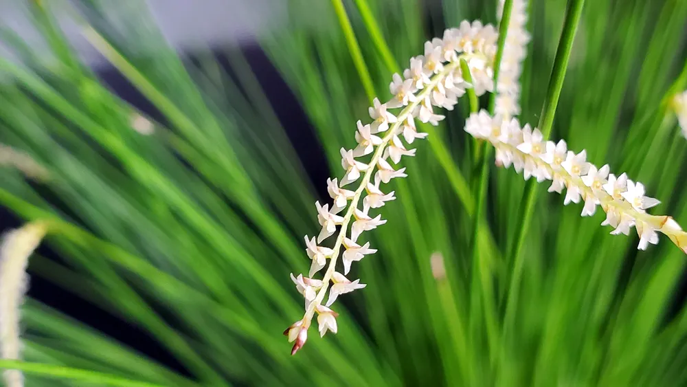 Main image of the orchid for sale