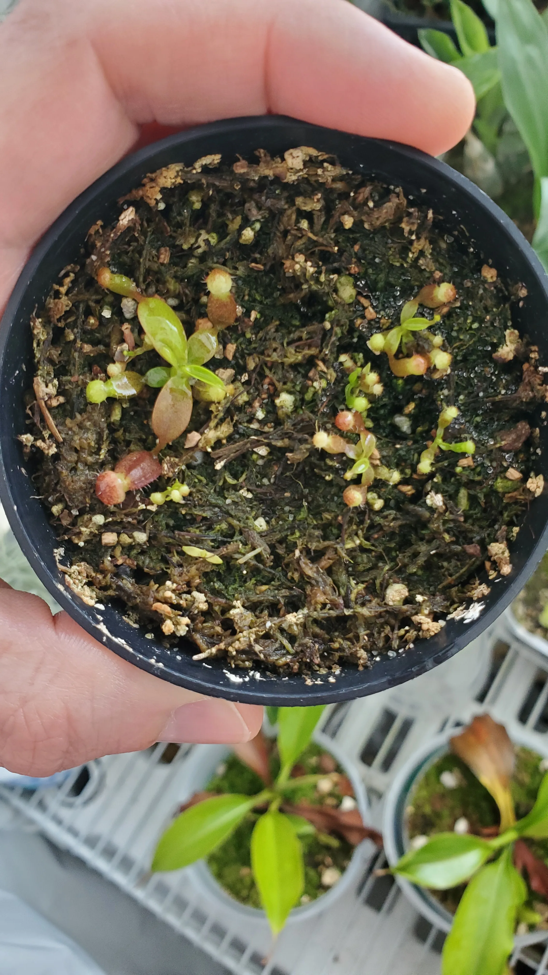 Nepenthes rajah × villosa seedlings