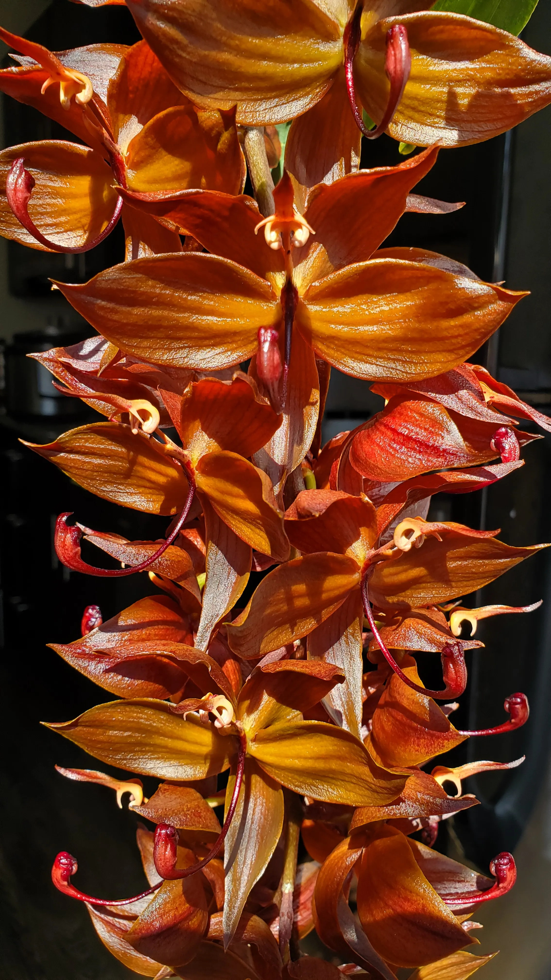 Cycnoches cooperi 'Copper'