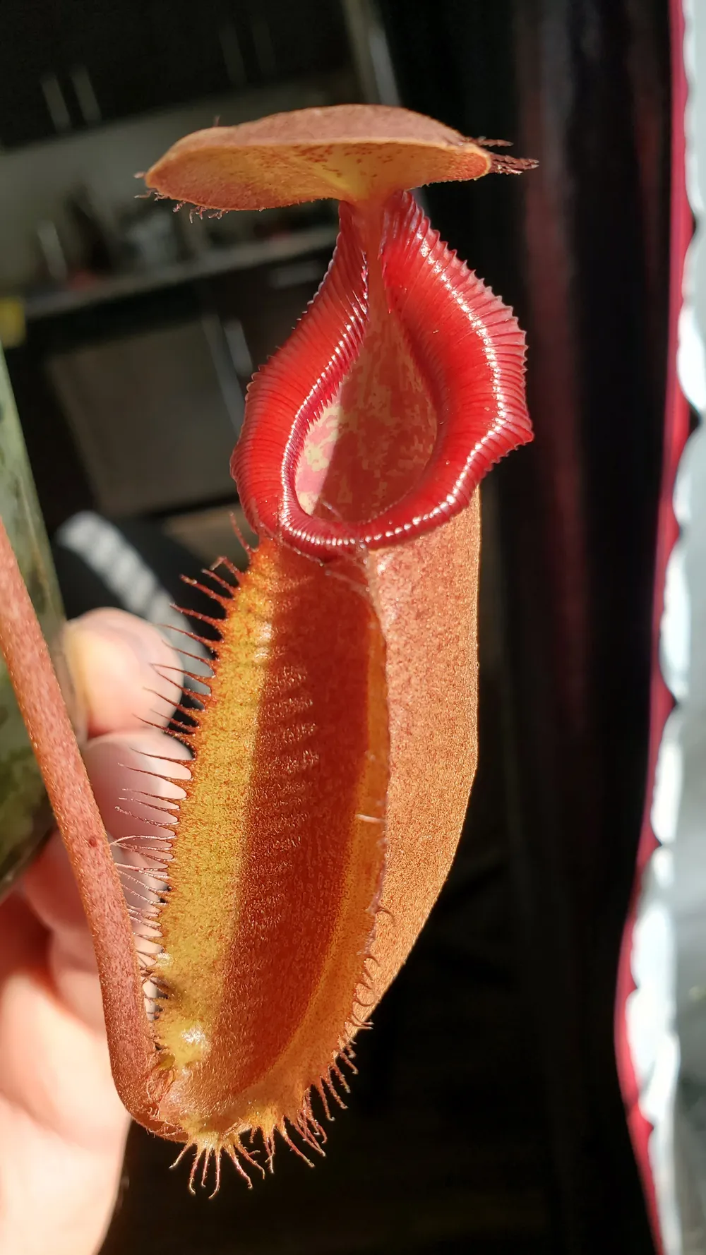Main image of the orchid for sale