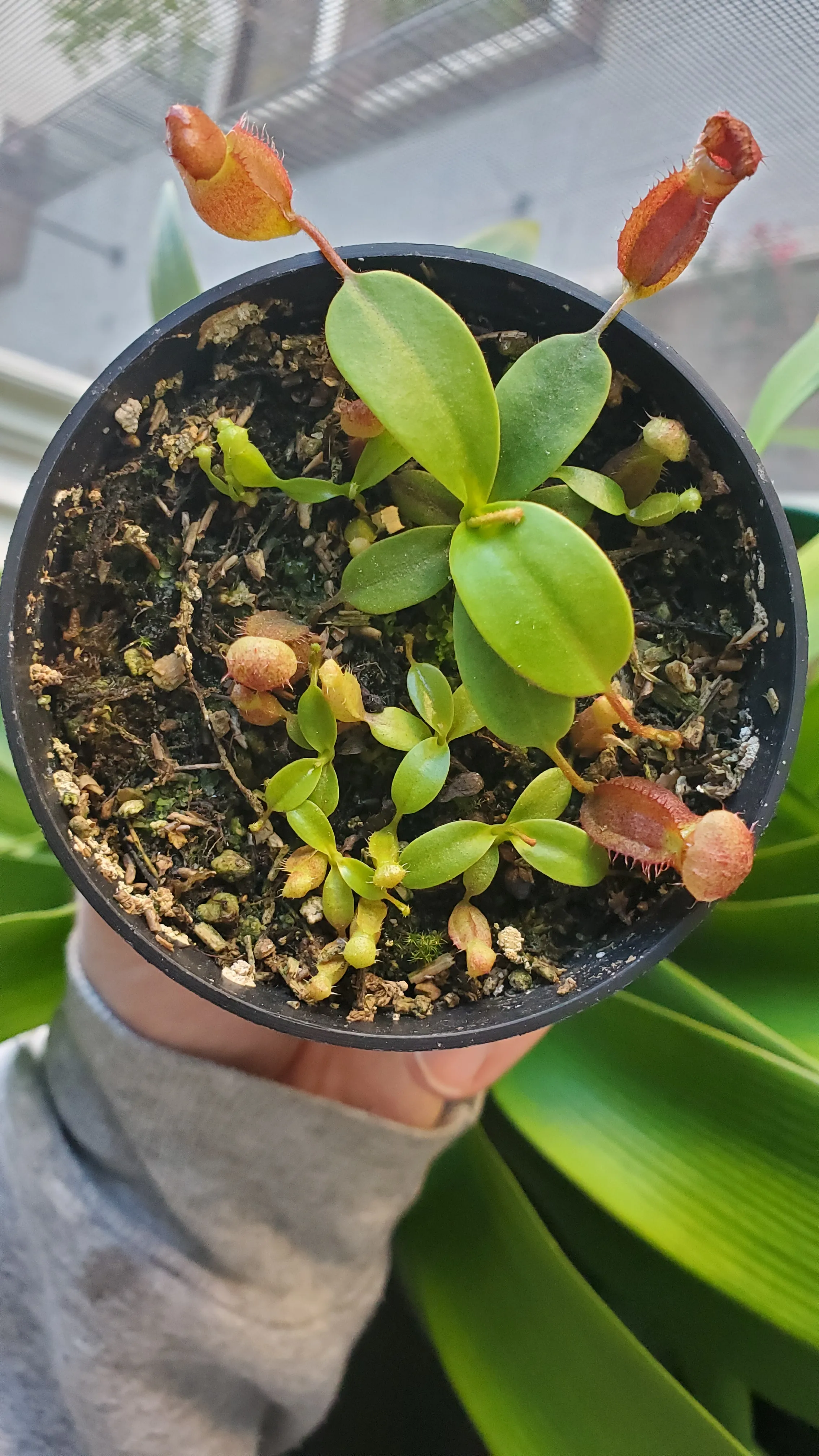 Nepenthes rajah × villosa seedlings