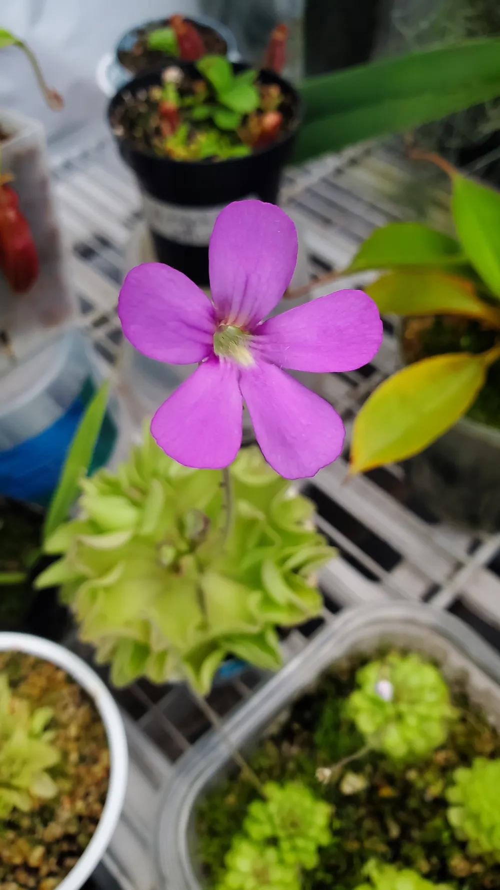 Main image of the orchid for sale