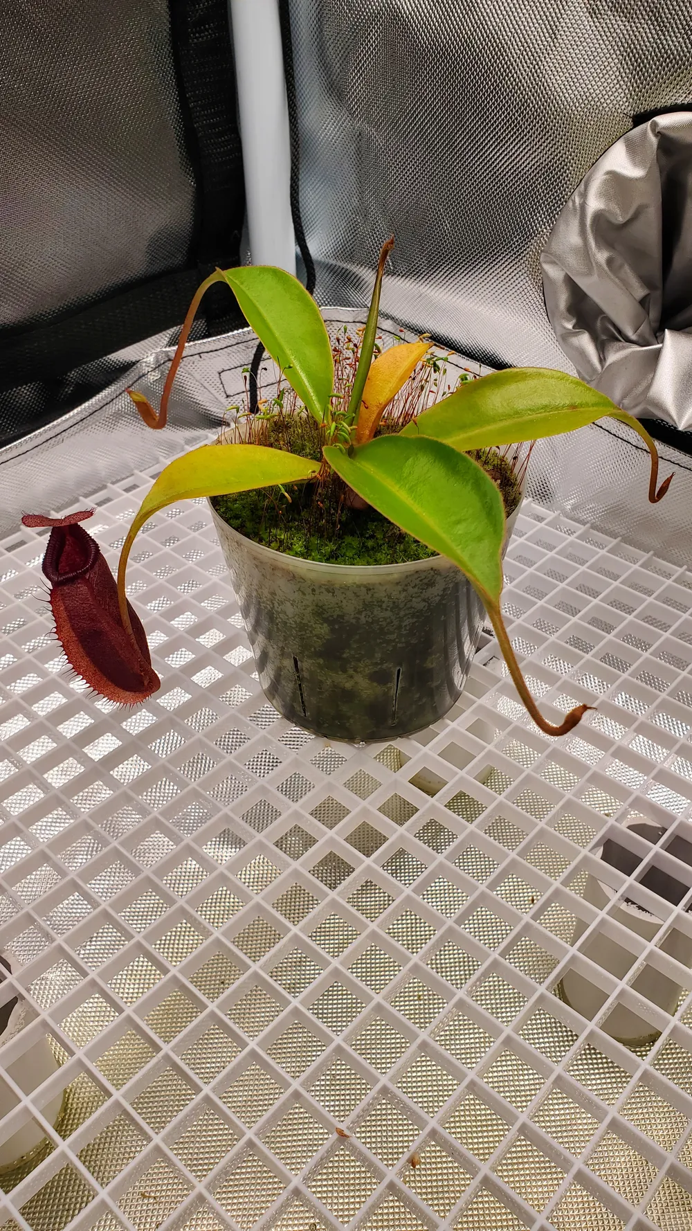 Additional Image 1