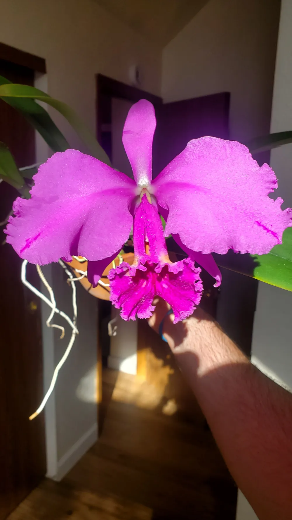 Main image of the orchid for sale
