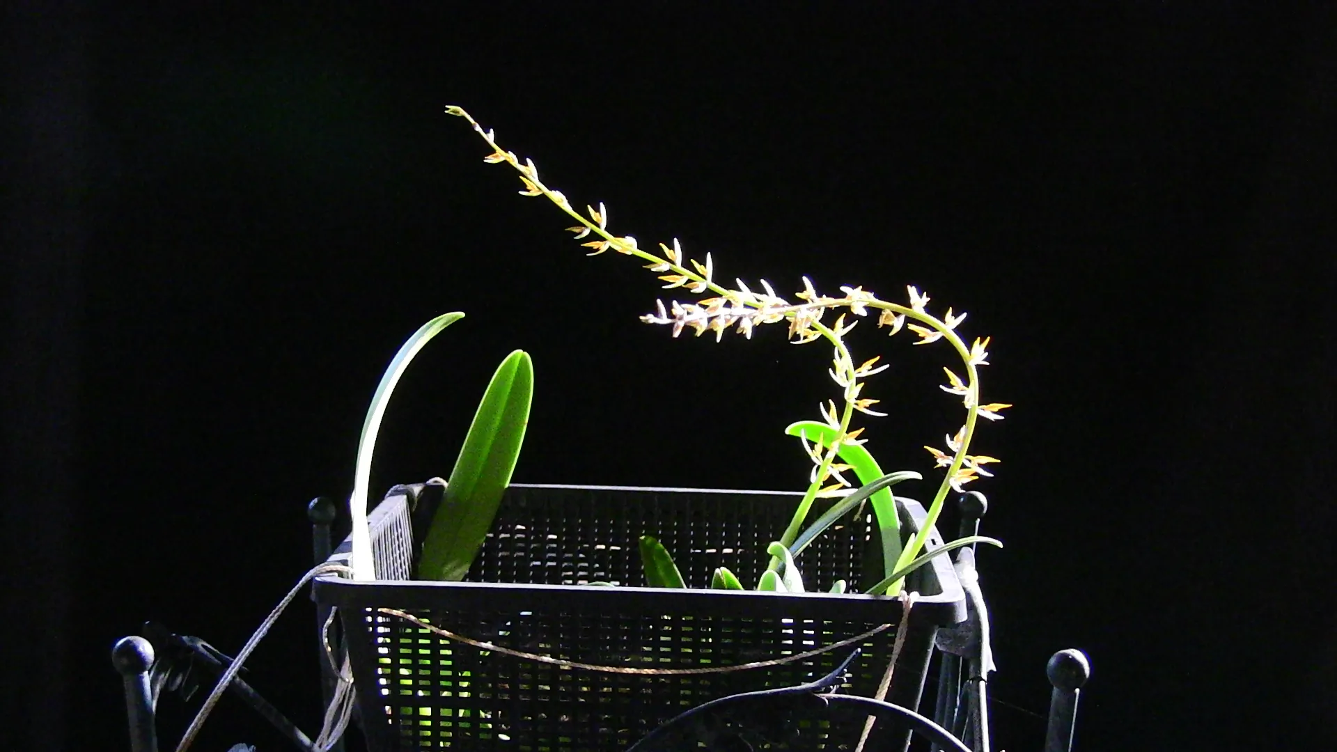 Bulbophyllum rufinum