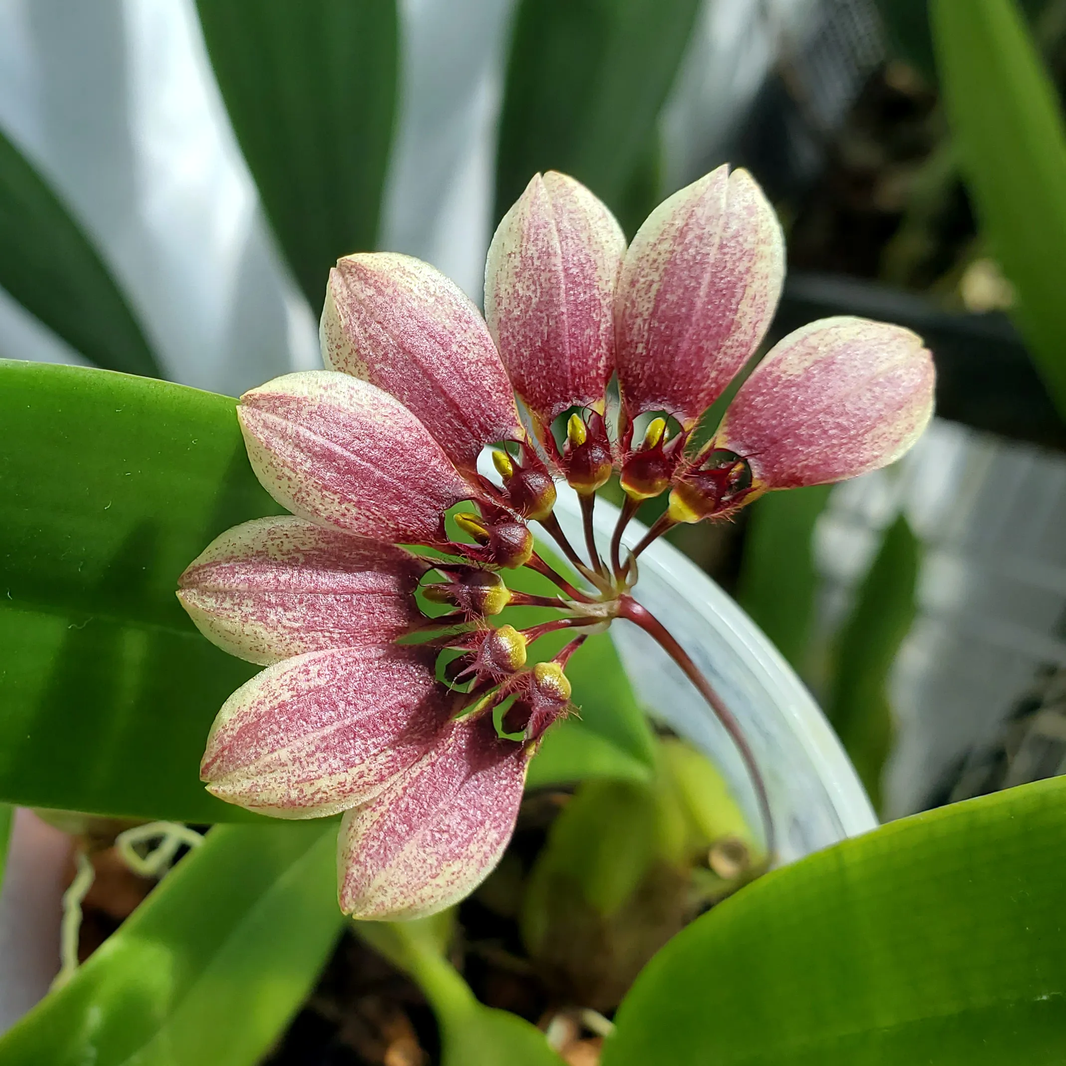 Photo of an orchid flower