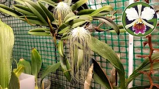Plants featured in this video:
0:05 Cucurbita maxima 'Lumina'
01:09 Phalaenopsis white hybrids 
02:23 Masdevallia Machu Picchu
03:18 Cuitlauzina pulchella
03:22 Brassias Auntie Diana Aki
03:57 Nepenthes kinabaluensis, (rajah × edwardsiana)
04:42 Zygopetalum maculatum
05:39 Bulbophyllum medusae forma album
06:36 Cycnoches Bronze Vixen
07:01 Clowesia Rebecca Northen 'Aurora'
07:55 Cycnoches Nebula
08:16 Cycnoches cooperi 'Bronze'
10:49 Clowesia rosea
11:25 Clowesia Rebecca Northen 'Mikabi' 
12:47 Phalaneopsis philippinensis
12:52 Pinguicula moranensis
13:01 Bulbophyllum echinolabium
13:16 Bulbophyllum lepidum
13:37 Bulbophyllum rothschildianum 'Red Chimney'
14:46 Cattleya dowiana forma rosita