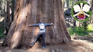 Thumbnail photo: Me in front of a Giant Sequoia (Sequoiadendron giganteum) in Yosemite National Park.
The orchids were left alone for over two weeks, and seem to have fared mostly well, with a few suffering from mild dehydration. Vanda falcata is in bloom, and spikes have appeared on the Cycnoches. There are some clips of my trip to Northern California at the end.