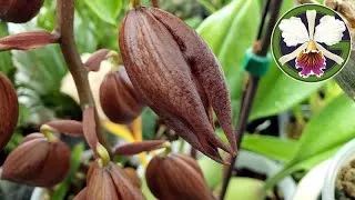 I closely inspect my plants several times a week, thankfully! Found spider mites, mostly on the Catasetinae. 
Step 1: Took the budding Cycnoches to the shower and gave them a good dousing, to knock off as many mites as possible.
Step 2: Set the misting system to spray every 3-4 hours to keep humidity at 70% or higher. Spider mites prefer dry conditions and this should slow their spread.
Step 3: Ordered 2,000 Phytoseiulus persimilis predatory mites from Arbico. These mites are described as voracious predators of spider mites, but they must have 70% humidity or they will not develop properly and their eggs will not hatch. When conditions are right, it says one hungry predator will eat more than 50 spider mites and eggs per day!