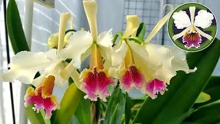 Cattleya rex 'Nina' has got 14 flowers and buds this year, and about half of them are bloomed out. Really a nice showing from this large plant.
