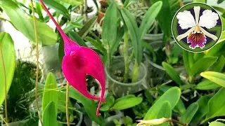 Cycnoches season is in full swing, and Clowesia season will be starting soon. 
The classroom terrarium is growing in slowly.