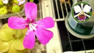 Pinguicula, Clowesia, and Cattleya flowers making for a very pink winter solstice this year. 
A couple of tiny surprises have popped up in one of the Cattleya pots.