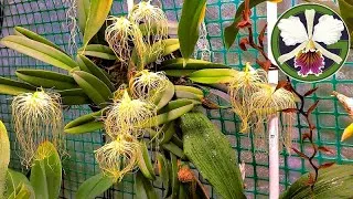 Plants featured in this video:
00:22 Bulbophyllum medusae forma album
01:18 Cycnoches cooperi 'Bronze'
02:21 Cycnoches Nebula
03:07 Clowesia Rebecca Northen 'Aurora'
04:07 Cycnoches Bronze Vixen
04:22 Cycnoches Fire Embers AM/AOS
04:53 Pinguicula moranensis 
05:14 Bulbophyllum echinolabium
05:36 Phalaenopsis philippinensis
06:00 Masdevallia Machu Picchu 'Crownpoint' AM/AOS
06:07 Pinguicula 'Pirouette'
07:33 Nepenthes (rajah × edwardsiana)
08:01 Nepenthes [bogso × (densiflora × robcantleyi)]
08:57 Cucurbita maxima 'Lumina'
09:03 Crassula ovata
09:32 Haworthiopsis tessellata
09:36 Haworthiopsis attenuata
09:52 Phalaenopsis white hybrid