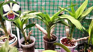 Let's take a closer look at the Catasetinae as they explode into full growth for the season. We'll also have a look at the Cattleya and talk about which ones can bloom this year, plus I'll show you a new windowsill orchid I received as a gift last week.