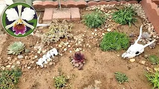 I'm so excited about my tiny desert garden, planted earlier this week. It was so much fun to research and discover plants that need lean, dry, rocky soil! So I bought a few and put them in the ground, and have been enjoying watching them get oriented to their new home. Plants include Lavendula, Sedum, Sempervivum, Penstemon, Delosperma, and Osteospermum.
In the orchid tents, spikes are coming on strong as the late summer bloomers are stepping up to show us why they have a home among My Green Pets!