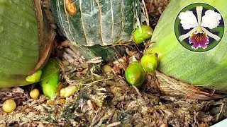 Cycnoches season is winding down, and the Clowesias are ramping up, with four plants having multiple spikes.