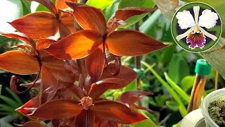 Cycnoches cooperi 'Copper' is in full bloom with 22 gorgeous flowers!
Mites are everywhere! I have introduced predatory mites Neoseiulus californicus to eat them and will introduce Neoseiulus fallacis next week. I'm not sure that they are spider mites since there is no webbing...maybe they are flat mites?