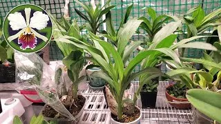 The Clowesia and Cycnoches are taking over the middle of the tent, and it's time to give them their mid-season growth booster. YouTube places ads on my content anyway, collecting 100% of the filthy, toxic, capitalist ad revenue...should I just go ahead and give up my longtime no-ads campaign?
