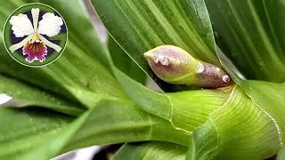 I have been using K-Lite for years but always supplementing with other fertilizers. For several months now, I've been using exclusively K-Lite. Now I'm going to add K (potassium) to the solution to see if plant heath improves.
Several Cycnoches are pushing their spikes! It looks like September will be loaded with those swan-shaped flowers.