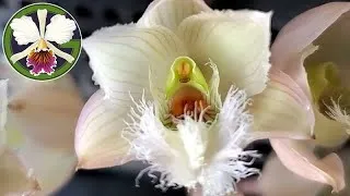 This video features the following plants:
00:19 Clowesia Rebecca Northen 'Aurora'
00:40 Clowesia Rebecca Northen 'Mikabi' AM/AOS (2023)
01:08 Clowesia Rebecca Northen 'Grapefruit Pink'
01:59 Bulbophyllum medusae album
02:21 Bulbophyllum lepidum
02:44 Pinguicula moranensis
03:00 Cattleya trianae 'Cashen's' FCC/AOS (2005)
03:35 Cattleya labiata semi-alba
03:53 Cattleya maxima caerulea
04:10 Cattleya dowiana rosita
04:27 Cattleya rex
04:49 Cattleya purpurata
04:54 Cattleya Pulcherrima
05:16 Pinguicula 'Pirouette'
05:28 Masdevallia Machu Picchu 'Crownpoint' AM/AOS
05:30 Miltoniopsis Lillian Nakamoto
05:49 Cuitlauzina pulchella
05:55 Nottara Lucy's Sassafras
05:58 Zygopetalum maculatum
06:12 Nepenthes [bongso × (densiflora × robcantleyi)]
06:25 Nepenthes (rajah × edwardsiana)
07:05 Cattleya (rex × Triumphans) flasks
07:55 Cucurbita maxima 'Lumina'
08:38 Crassula ovata
09:23 Delosperma 'Granita Raspberry'