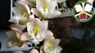 Lots of orchids in bloom with more on the way in the grow tent.
I take you on a quick look around what we're doing in Garden Club at the school I teach at.
I'll also show you how my classroom terrarium is coming along.
Thanks for looking!