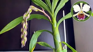 Several Cycnoches as well as Cattleya maxima and Bulbophyllum medusae will be blooming soon!
One of my previously unnamed Cycnoches hybrids has a new name.