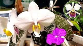 Plants in bloom today:
Phalaenopsis philippinensis (thumbnail)
Vanda falcata
Bulbophyllum lepidum
Plants in spike/bud:
Cycnoches cooperi 'Bronze', cooperi 'Copper', Fire Embers, Bronze Vixen, Nebula
Clowesia Rebecca Northen 'Aurora'
Bulbophyllum medusae 'Miami', medusae album, Lovely Elizabeth
Rhyncholaelia Aristocrat
Cattleya maxima