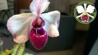 Take a look at what's going on in my grow tents and join me for a quick look around the Denver Orchid Society spring show & sale at the Denver Botanic Gardens.
Timestamps:
Warm tent 0:00
Cool tent 8:30
Denver show 10:57
Windowsill 13:33