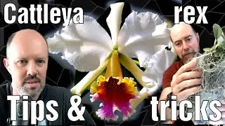 Click the timestamps below to jump to that section of the video:
Introduction 0:00
Species History 1:25
Color Varieties 4:14
AOS Awards 5:37
Natural Habitat 12:32
Care: Water & Light 15:00
Growth Cycle 20:05
Seedling Care 21:52
Rot Issues 25:08
Potting & Media 30:22
Summary of Care 36:44
Fertilizer Experiment 38:47
Where to buy rex 44:44
Conclusion 47:25

Recorded August 24, 2025